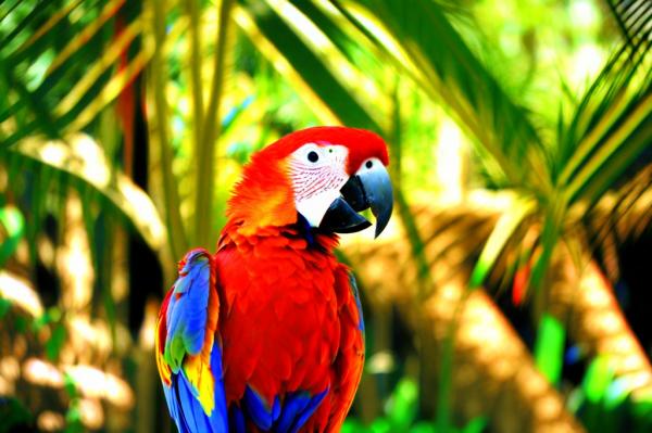 Stock Foto Bird Park à Agadir Bird Park photo