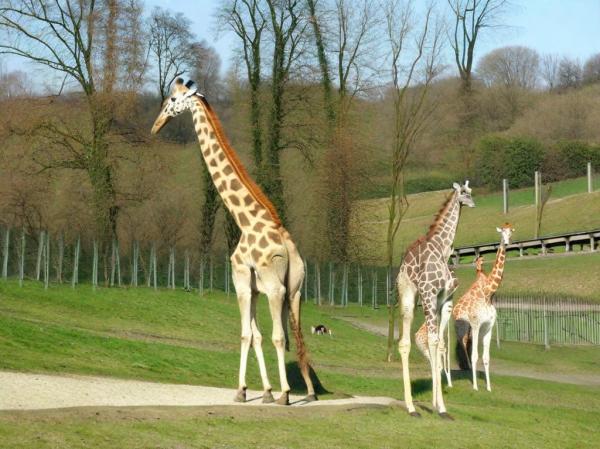 Zoo Opel Zoo photo