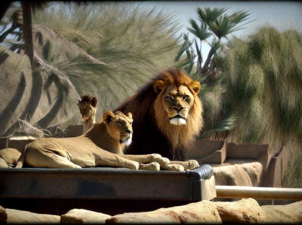 Photo du parc Lions Safari
