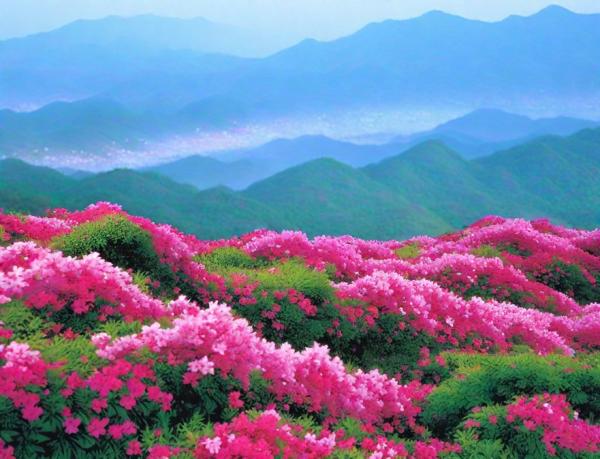 Photo de la vallée des roses