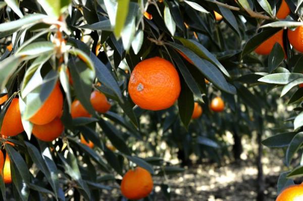 Photo des fermes de mandarine