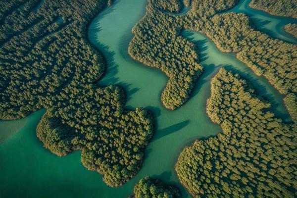 Parc national de Eastern Mangrove Lagoon photo