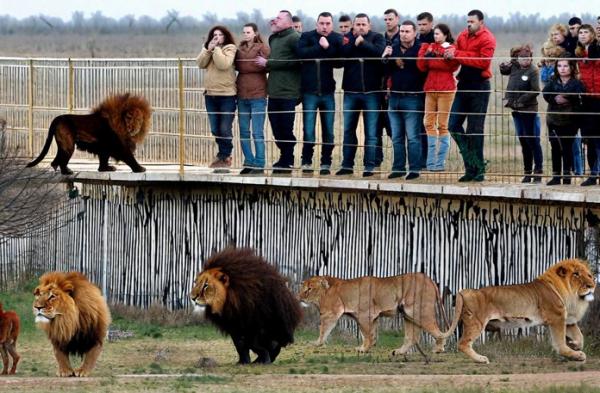 Parc des lions photo "Taigan"