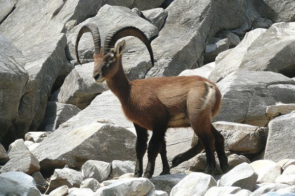 Photo du zoo alpin