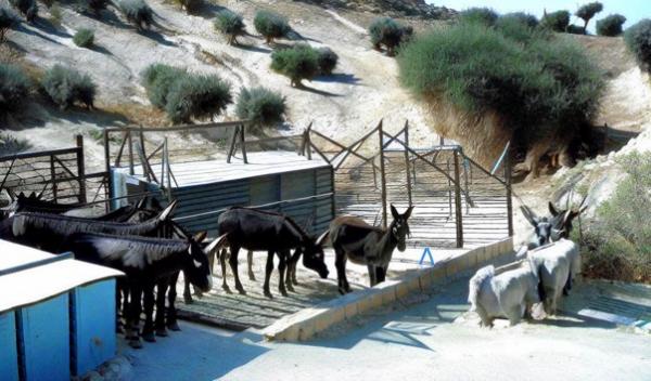 Amis du parc des ânes de Chypre photo