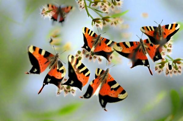 Photo de Butterfly Valley