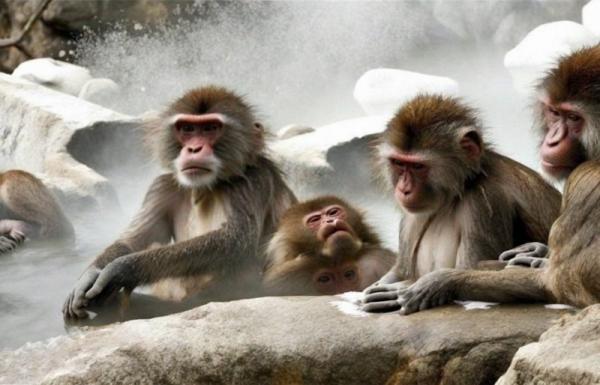 Photo de Monkey Park